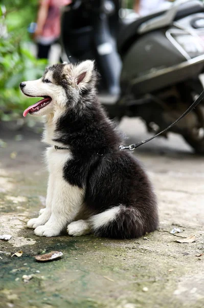 Bellissimo Cucciolo Husky Seduto Cagnolino Carta Parati Con Cucciolo Animali — Foto Stock