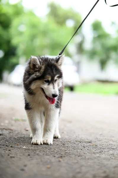 Bonito Filhote Cachorro Husky Anda Rua Cachorro Papel Parede Com — Fotografia de Stock