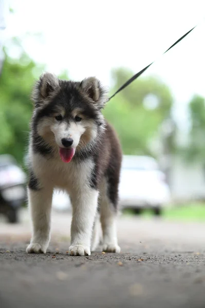 ハーネス付きのシベリアのハスキー子犬 ハスキーの素敵な子犬 子犬犬 子犬と壁紙 ペット動物写真 — ストック写真