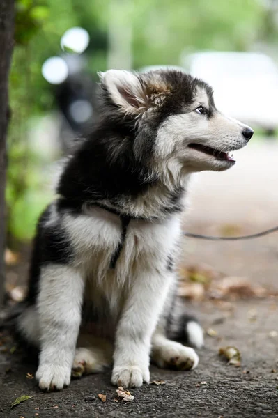 可爱的西伯利亚哈士奇小狗 可爱的小狗的哈士奇 小狗狗 带小狗的壁纸宠物动物摄影 — 图库照片