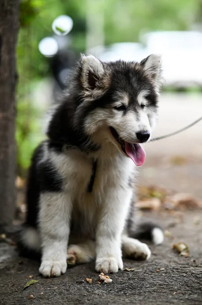 허스키 강아지 스러운 강아지 — 스톡 사진