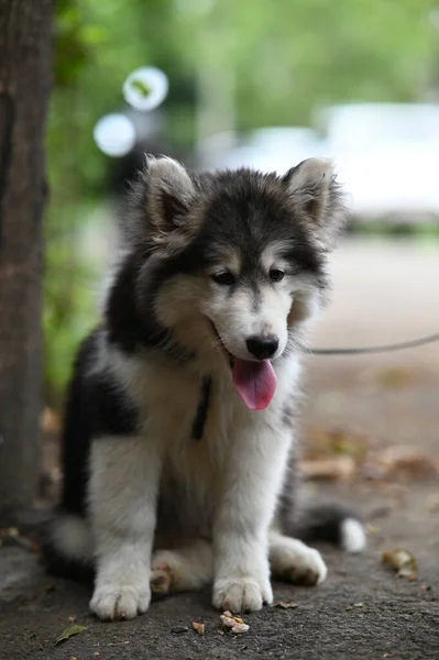 Słodki Syberyjski Husky Szczeniak Parku Domowy Wilczy Pies Husky Zimowy — Zdjęcie stockowe