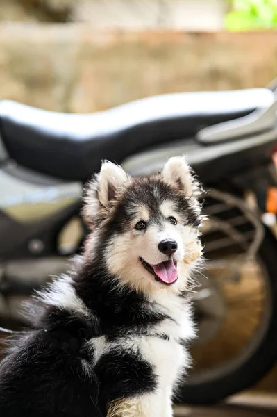 Retrato Cão Siberiano Cão Husky Casca Cão Lobo Doméstico Cão — Fotografia de Stock