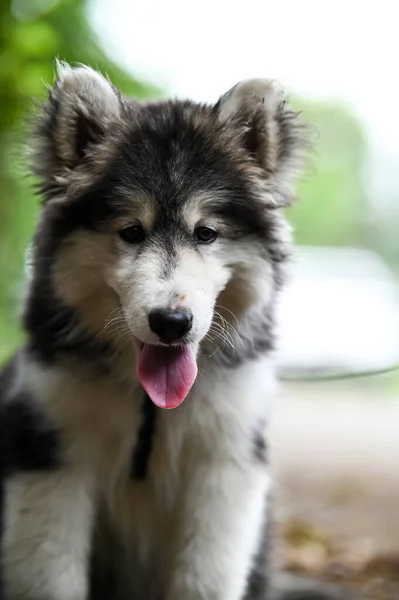 Söt Bebis Sibirisk Huskyhund Varghundshundar Vinterhund Härlig Valpfotografering Tapetsera Med — Stockfoto