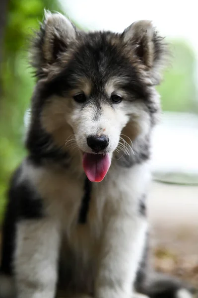 Carino Piccolo Bambino Cane Husky Siberiano Cane Lupo Domestico Husky — Foto Stock