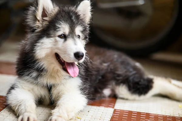 siberian husky puppy lovely portrait. Domestic lovely wolf dog husky. Winter dog. Lovely puppy photography. Wallpaper with puppy. Husky puppy photography