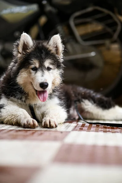 Szibériai Husky Kiskutya Nyugalomban Kedves Husky Kutyus Kutyuska Tapéta Kiskutyával — Stock Fotó