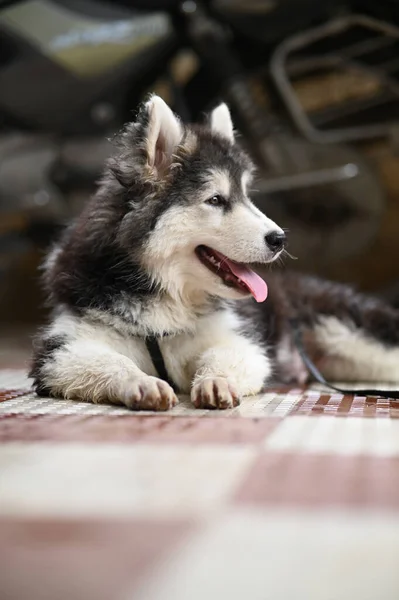 Retrato Bonito Cão Husky Siberiano Bela Fotografia Cachorrinho Fotografia Cachorro — Fotografia de Stock