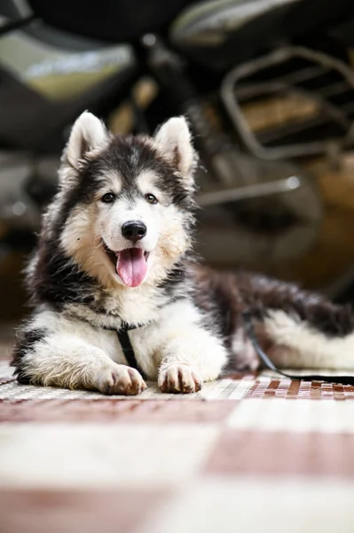 Lustig Sibirisk Huskyvalp Härlig Valp Husky Valp Hund Tapetsera Med — Stockfoto