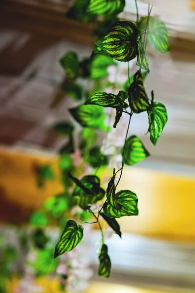 Green Leaves as Home Decoration. perfect light - green leaf of plant. Greenery Home interior