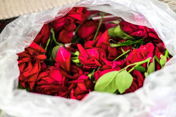 red rose petals in transparent plastic bag. Polythene bag. Romantic Red roses flower