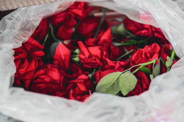 Red rose in transparent plastic bag. Polythene bag. Romantic Red roses flower