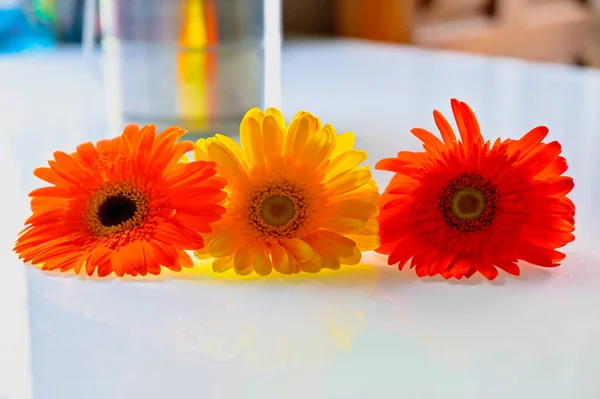 Lovely Grebera Flowers Group Colorful Head Daisy — Foto de Stock
