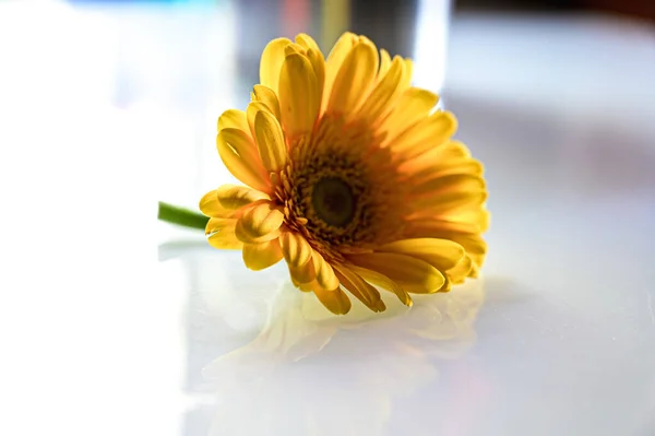 Elegant Yellow Gerbera Yellow Petals Single Yellow Flower White Transparent — Foto de Stock