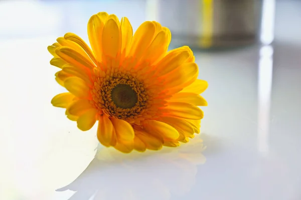 Sunny Yellow Daisy Flower Yellow Gerbera Single Yellow Flower Romantic — Foto de Stock
