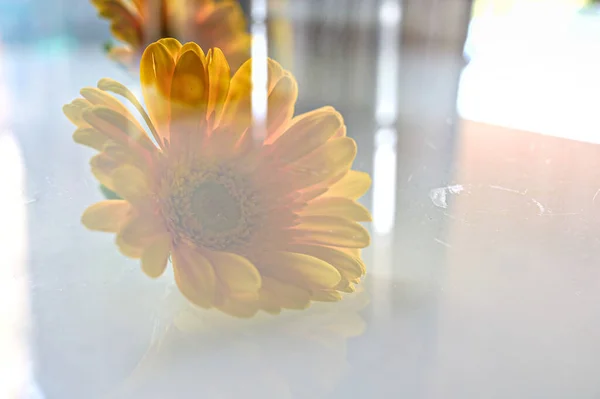 Delicate Yellow Daisy Flower Flower Transparent Glass Romantic Lettering Gretting — Foto de Stock