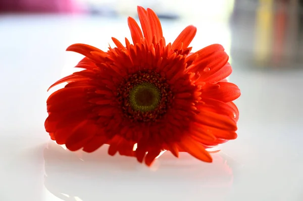Lovely Red Gerbera Daisy Flower White Background Fresh Flower Lovely — Foto de Stock