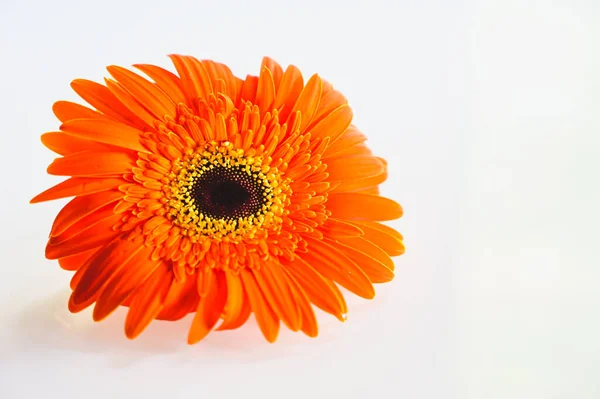 Freshness Orange Gerbera Daisy Flower White Backgound Isolated Flower Rich — Foto de Stock