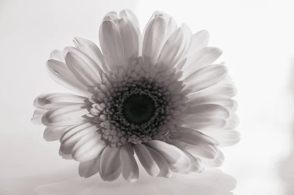 Pretty Gerbera Black White Sepia Colors Flower White Background Isolated — Foto de Stock