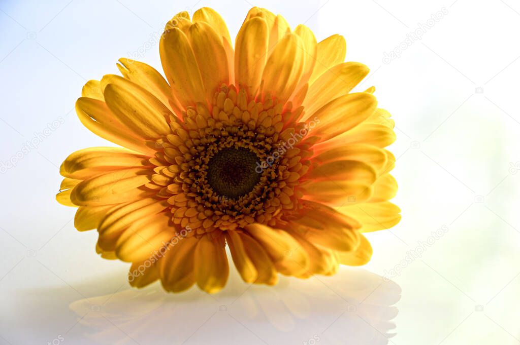 Elegant Yellow Gerbera. Yellow Petals. Single Yellow flower on the white transparent background. Romantic For Lettering For Gretting Card and Wallpaper  