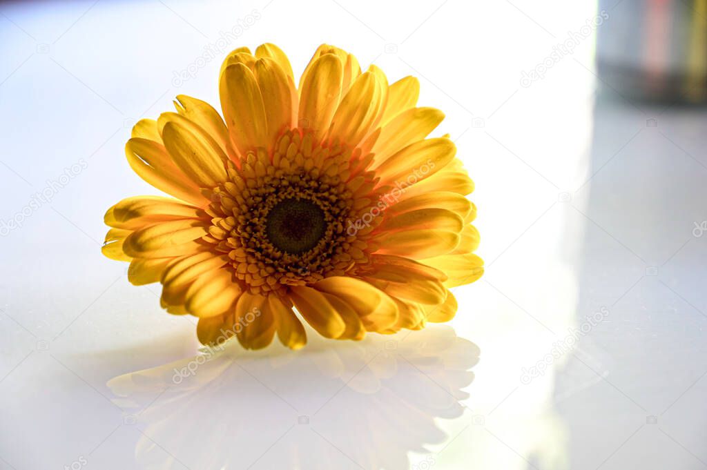 Elegant Yellow Daisy Flower. Yellow Petals. Single Yellow flower on the white transparent background. Romantic For Lettering For Gretting Card and Wallpaper