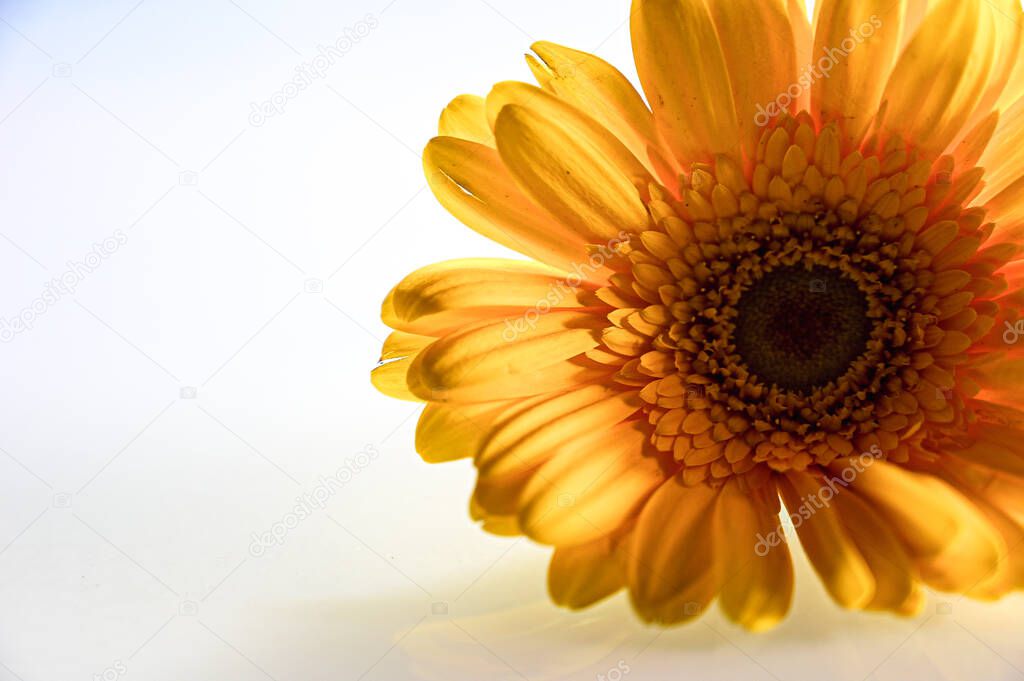 Beautiful Yellow Gerbera Flower. Yellow Petals. Single Yellow flower on the white transparent background. Romantic For Lettering For Gretting Card and Wallpaper