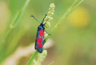 Small Bug With Wings Sitting on Grass and Sparkles
