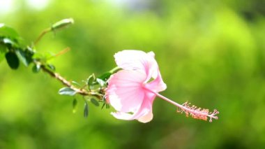 Perfect Pink hibiscus flower. Flower for greeting card