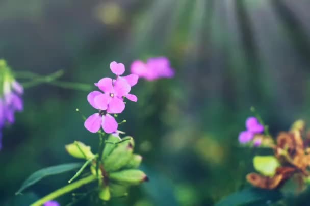 Lovely Sunshine Flowers Garden Lovely Greeting Card Flower Wallpaper Mobile — Stok video