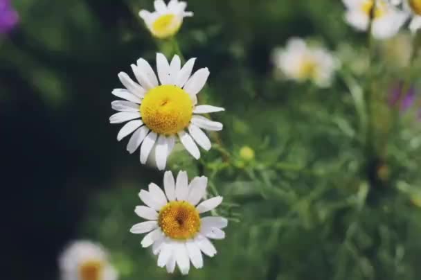 Chamomile Flowers Lovely Sparkles — Stock video