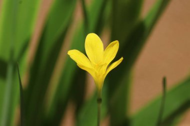 Tek zarif sarı zambak çiçeği