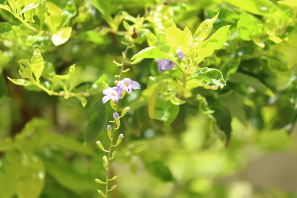 Μικρά Μπλε Ρομαντικά Λουλούδια Έναν Κήπο — Φωτογραφία Αρχείου