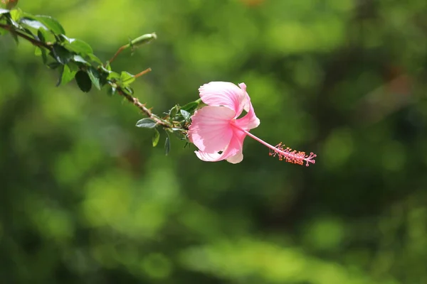 Różowy Kwiat Hibiskusa Różowa Porcelana Róża Kwiat — Zdjęcie stockowe