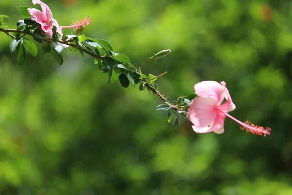 Różowy Kwiat Zielonym Tle Cudowny Różowy Hibiskus Różowy Kwiat Różanej — Zdjęcie stockowe