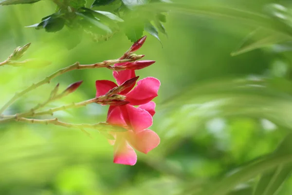 Niesamowite Różowe Kwiaty Piękny Kartka Kwiatem Tapeta Telefon Komórkowy — Zdjęcie stockowe