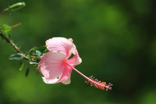 Lovely Pink Hibiscus. Pink china rose flower. Green Background