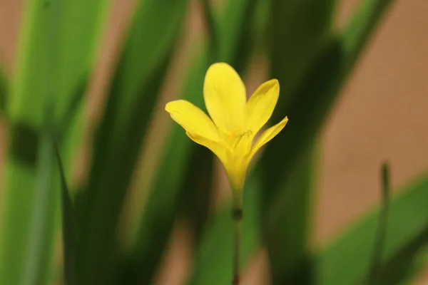 Close up of elegant yellow flower. Small Beautiful Yellow Lily flowers. Natural Floral Pattern