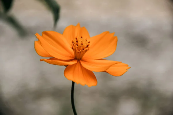 Апельсиновые Лепестки Космос Цветок Утрам Осенние Цвета Настроение Природы Свежие — стоковое фото
