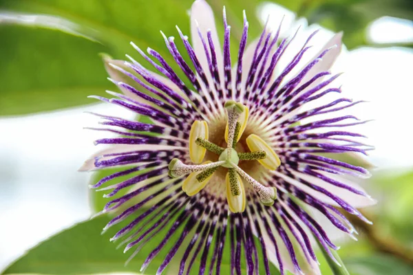 Lovely Passiflora Flower. The passion flowers or passion vines. Beautiful View Of Garden Flower