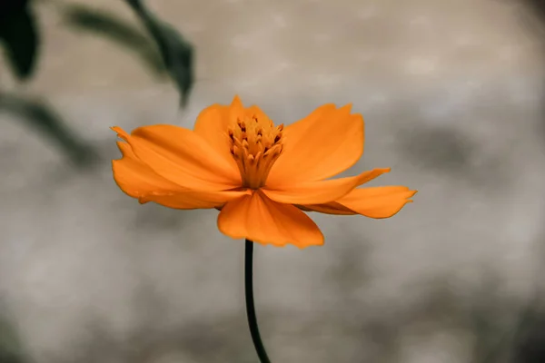 Оранжевый Цветок Космос Утром Осенние Цвета Настроение Природы Свежие Сезонные — стоковое фото