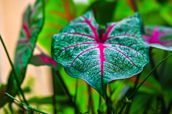 Caladium Bicolor leaf. Fresh Green Leaf with Red Strips. Caladium bicolor, commonly called caladiums or angel wings, are arum family members that are grown exclusively for their bold and colorful foliage.