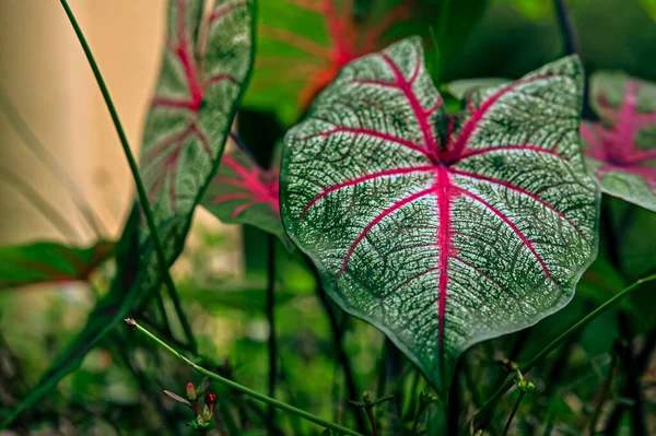 Caladium Bicolor leaf. Green Leaf with Red Strips. Caladium bicolor, commonly called caladiums or angel wings, are arum family members that are grown exclusively for their bold and colorful foliage.