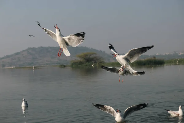 Möwen Fangen Das Essen Wildvögel Füttern Wasservögel Vögel Freier Wildbahn — Stockfoto