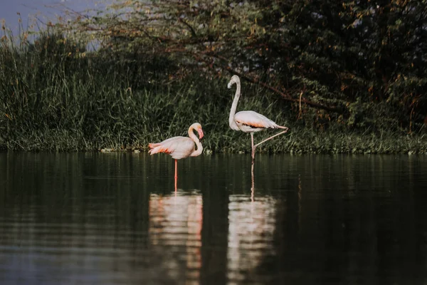 Greater Flamingos in the lake. Big and Small Flamingos. Morning Colors of Nature and Wildlife. Wild Birds in the Water. Lake Water. Long Legs Birds. Pink Flamingo. Wallpaper With Flamingo
