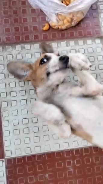 Cute Pequeño Cachorro Perro Viendo Cámara Palying Cámara Animales Compañía — Vídeo de stock