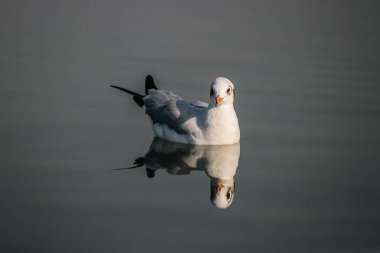 Suda martı var ve kameraya bakıyor. Kahverengi saçlı martı portresi. Yaklaş. Su yansıması. Temiz Göl. Vahşi Yaşamda Kuş.
