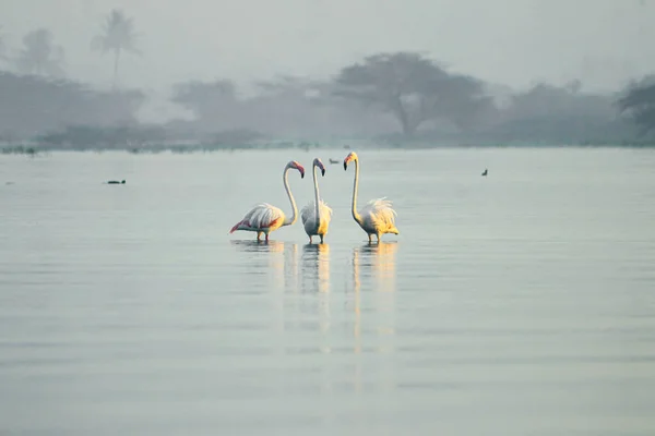 Flamingos See Und Goldenes Morgensonnenlicht Auf Den Flügeln Der Vögel — Stockfoto