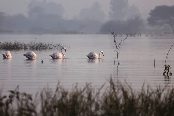 Элегантные Фламинго Озере Дикие Водные Птицы Длинная Шея Ноги Рыбацкие — стоковое фото