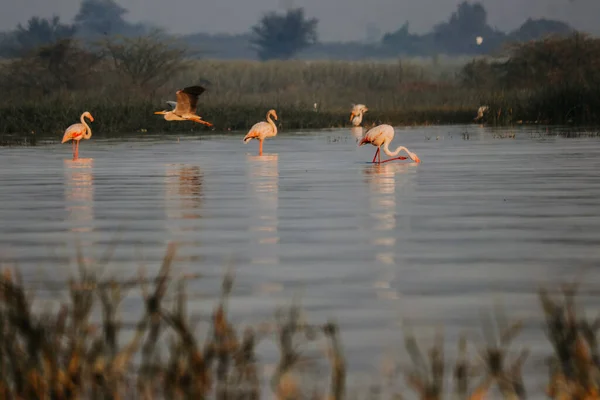 Familie Der Flamingo Vögel See Vögel Freier Wildbahn Indischer Flamingo — Stockfoto