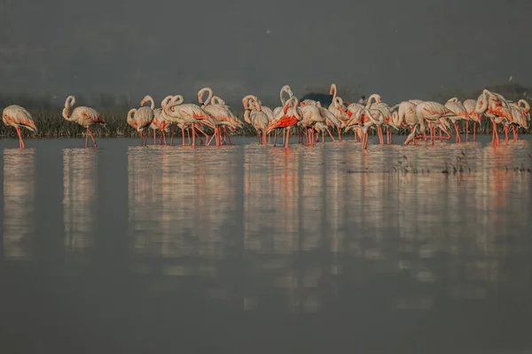 Greater flamingos in the lake. Group of Birds. Birds in Wildlife. Indian greater Flamingo Birds. Flamingo Family.